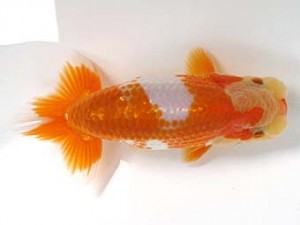 喜楽らんちゅう会　第三回研究会　2位　木村文夫