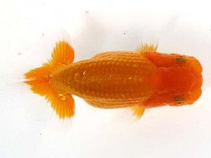 喜楽らんちゅう会　第三回研究会　3位　林　和明