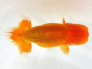 喜楽らんちゅう会　第三回研究会　4位　長井俊之