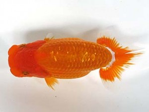 喜楽らんちゅう会　第三回研究会　5位　嶋田敏明