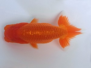 紀州らんちう同好会　当歳魚研究会　東大関　宮戸正輝　新宮