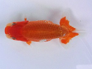 紀州らんちう同好会　当歳魚研究会　西大関　牧　敬剛　新宮