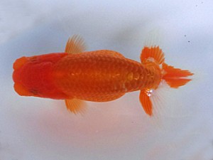 紀州らんちう同好会　当歳魚研究会　立行司　牧　敬剛　新宮