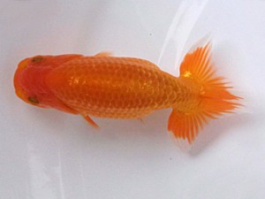 紀州らんちう同好会　当歳魚研究会　西取締　内田　扶　御坊