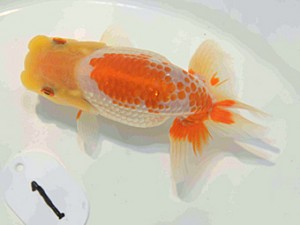 好鱗会　第二回研究会　第一位　森相　優
