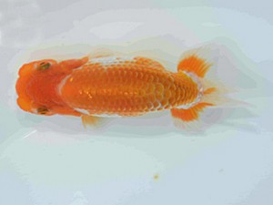 好鱗会　第二回研究会　第三位　丸山克昌
