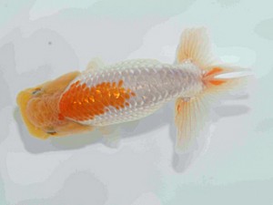 好鱗会　第二回研究会　第四位　神田太郎