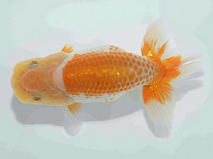 好鱗会　第二回研究会　第五位　神田太郎