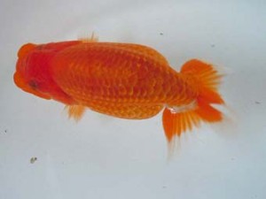 宮城伊達・山形らんちう会合同研究会　1席　松田　勝（仙台）