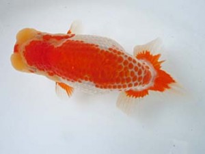 宮城伊達・山形らんちう会合同研究会　5席　荻谷富士夫（茨城）