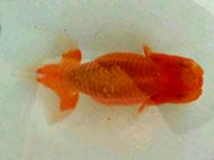 名古屋金魚愛好会　研究会　東大関　加藤安正　高浜