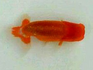 名古屋金魚愛好会　研究会　立行司　松下幸敏　刈谷