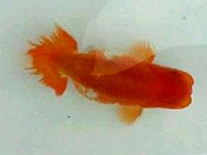 名古屋金魚愛好会　研究会　取締一　米岡泰治　名古屋