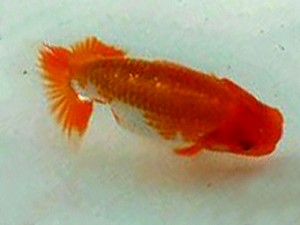 名古屋金魚愛好会　研究会　取締二　池内芳尚　刈谷