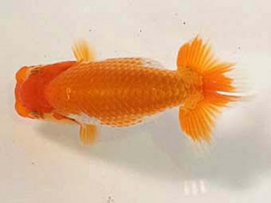 大分東鱗会（大分A支部）　仔魚研究会　立行司　荒木義和　宮崎優魚会