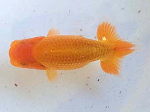 大分東鱗会（大分A支部）　仔魚研究会　東取締　三浦哲男　東鱗会