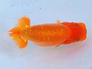 大分東鱗会（大分A支部）　仔魚研究会　西取締　穴井龍己　福岡観魚会