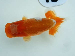 岡山錦鱗会　研究会 勧進元一　鈴木義信