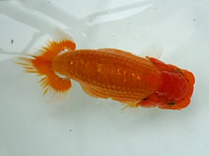 岡山錦鱗会　研究会　勧進元二　武田悦男