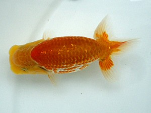 岡山錦鱗会　研究会 行司一　中島健一郎