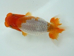 岡山錦鱗会　研究会 行司二　三宅一共