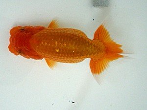 岡山錦鱗会　研究会 行司三　朝岡昌和