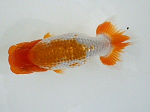 岡山錦鱗会　研究会 脇行司一　津島洋介