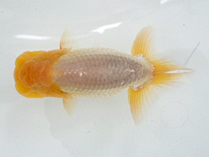 岡山錦鱗会　研究会 脇行司二　原田和彦