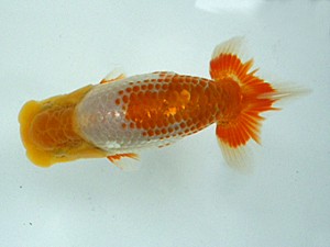 岡山錦鱗会　研究会　西大関　中島健一郎