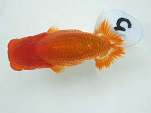 岡山錦鱗会　研究会　立行司　柚木五男