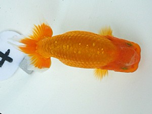 岡山錦鱗会　研究会　東取締　難波康宏