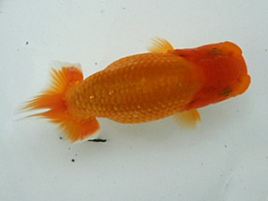 岡山錦鱗会　研究会　西取締　難波康宏