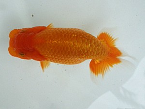 岡山錦鱗会　研究会 東関脇　平木良輝