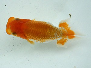 岡山錦鱗会　研究会 東小結　三宅一共