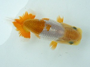 岡山錦鱗会　研究会 西小結　竹森太朗