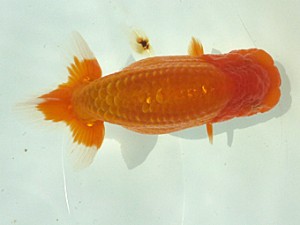 楽友らんちう会　第三回研究会　第一位　矢ヶ崎伸司