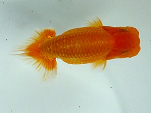 楽友らんちう会　第三回研究会　第二位　大久保義彰