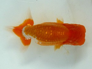 楽友らんちう会　第三回研究会　第四位　林　和明