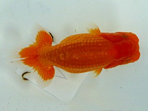 楽友らんちう会　第三回研究会　第五位　佐野　勝