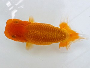 両毛愛魚会　第二回研究会　一位　中村正志
