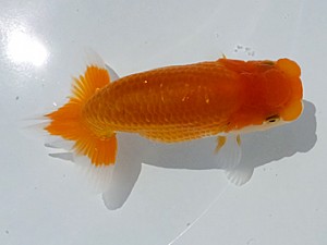 両毛愛魚会　第二回研究会　二位　柿沼佐吉
