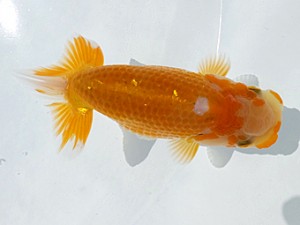 両毛愛魚会　第二回研究会　三位　一戸勇三
