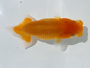 両毛愛魚会　第二回研究会　四位　蜂須賀　仁
