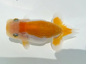 両毛愛魚会　第二回研究会　五位　島　武男
