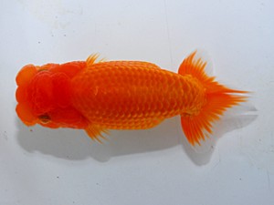 紫錦会　第五回研究会　東大関　白石友太朗