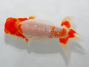 紫錦会　第五回研究会　西大関　桑田耕治
