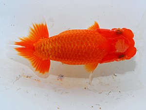 紫錦会　第五回研究会　立行司　白石友太朗