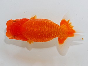 紫錦会　第五回研究会　取締一　白石友太朗