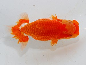 紫錦会　第五回研究会　取締二　池田伸次