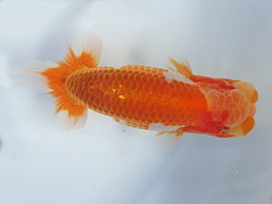 志摩紅鱗会　第二回研究会　東大関　宮脇　洋　松阪市